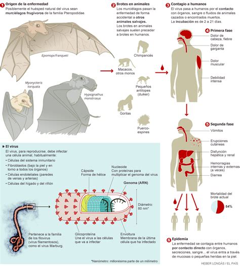 ULTRAPERIFERIAS: El ciclo del ébola