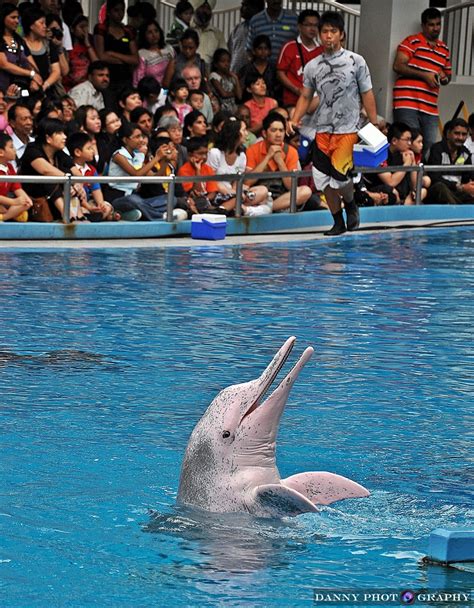 Underwater world singapore (uws) and the dolphin lagoon are set to close on jun 26 after 25 years of service, operator haw par announced on monday (jun 6). Meet the Dolphin @ Underwater World Singapore ~ Danny Love ...
