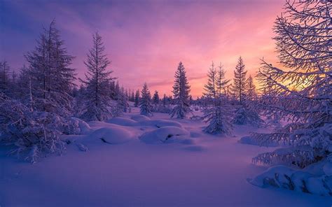 Download Wallpapers Winter Sunset Forest Snowdrifts For Desktop Free