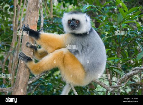 Diademed Sifaka Lemur Propithecus Diadema Captive Madagascar Stock