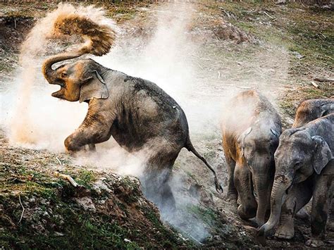 21 award-winning wildlife photographs of the year! - Rediff.com Get Ahead