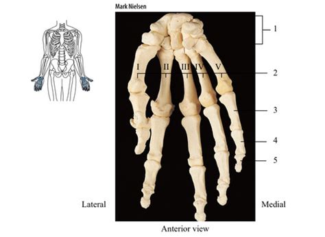 Carpals And Metacarpals Appendicular Skeleton Flashcards Quizlet
