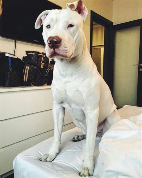 Such A Cute White Red Nose Pitbull Off Instagram Pitbull Puppies