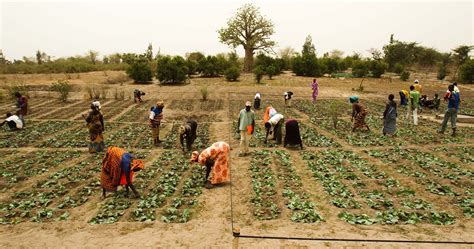 A Successful Model To Engage Senegalese Youth In Agriculture Decent