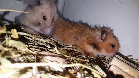 hamsters having sex Хрчаци во акција 😊😊😊 youtube