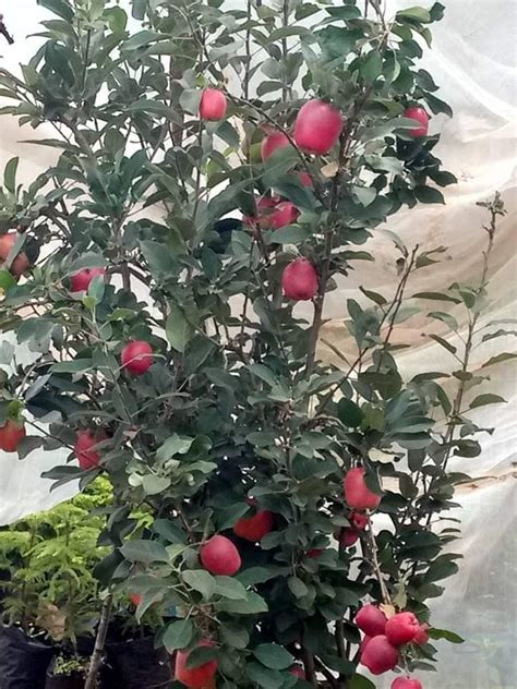 Apple Cultivation In Kenya Oxfarm Organic Ltd