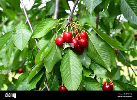 Picking Tree Hi Res Stock Photography And Images Alamy