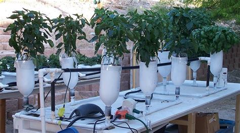 6 Plant Ebb And Flow Hydroponic System Hydroponic Gardening