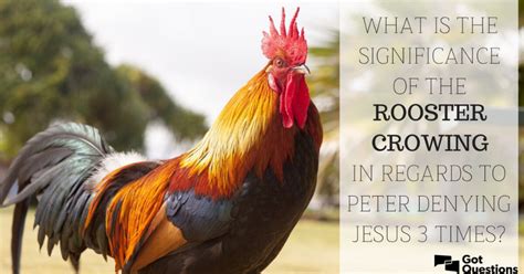 What Is The Significance Of The Rooster Crowing In Regards To Peter