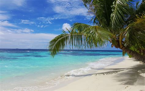 Download Wallpapers Maldives Tropical Island Beach Palm