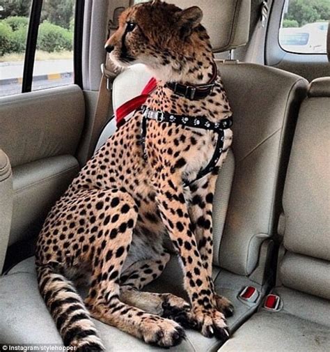 Exotic Animals Such As Big Cats Are The Latest Must Have Accessory For