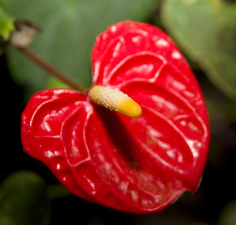 Red Tropical Flower © All Rights Reserved Anthurium Anthu Flickr