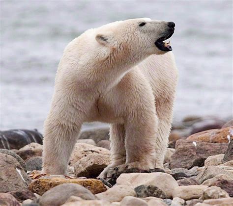 The polar bear is amongst the most dimorphic animals in the marine world as the contrasts between the male and female species go beyond having different sexual organs. Fasting polar bears lose as much weight as ones eating ...
