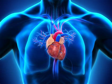 The heart keeps the blood moving in the body unidirectional, it is a closed circuit, and nothing is lost. Human Heart Anatomy | APDA