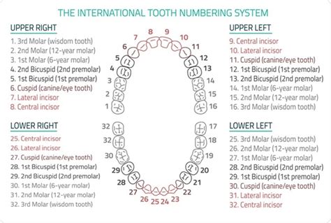 Primary Teeth Chart With Letters And Names