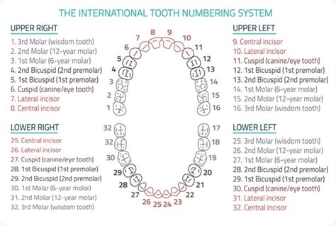 Numbering Of Teeth Chart