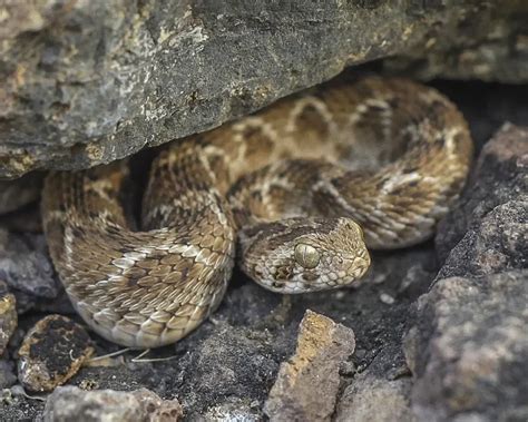 Indian Saw Scaled Viper Facts Diet Habitat And Pictures On Animaliabio