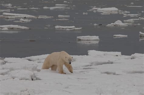 Living On Earth Polar Bear Attacks On The Rise