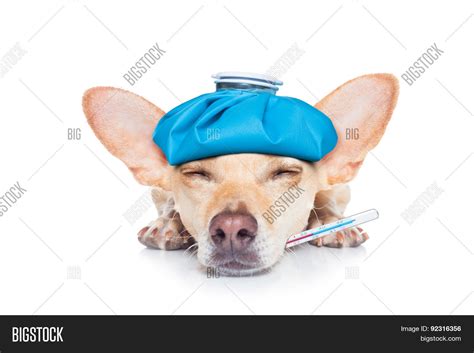 Sick Ill Dog Image And Photo Free Trial Bigstock