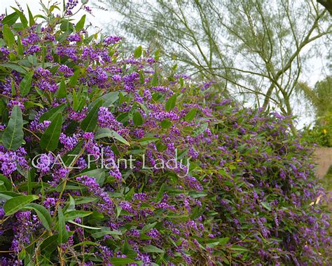 Purple Lilac Vine Archives Desert Gardening 101