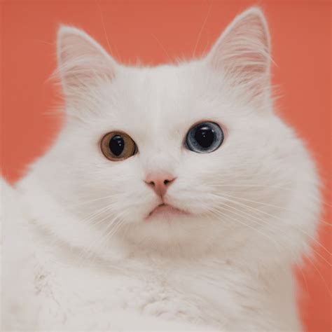 How To Breed Odd Eyed Cats Heterochromia Explained