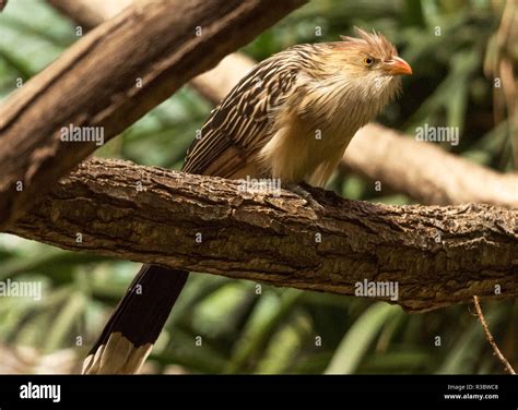 The Guira Cuckoo Guira Guira Is A Native Of South America This Bird Was Photographed In
