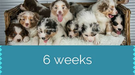 The breed's principal forebears were most likely spanish dogs that accompanied the basque shepherds and herds of fine merino sheep exported to both america and australia in the early days of the colonies. Puppies 6 Weeks | Australian Shepherds | Skaye's - YouTube
