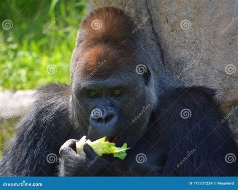 Gorillas Are The Largest Extant Species Of Primates Stock Photo