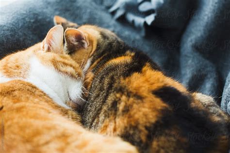 Close Up Of Two Cats Sleeping Cheek To Cheek In Kennel By Stocksy