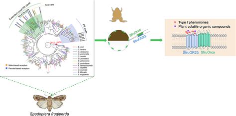 Identification Of An Odorant Receptor Responding To Sex Pheromones In