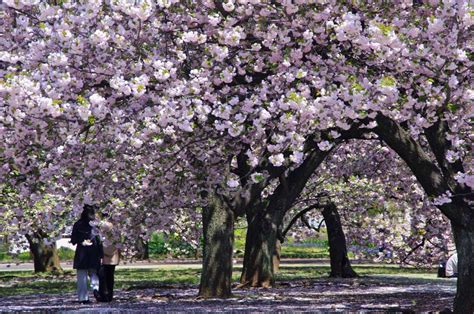 Así Lucen Cada Primavera Los Cerezos En Flor En Tokyo Foto 5