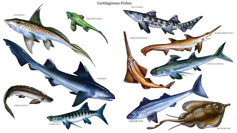 Cartilaginous Fishes Water Based Dinosaurs