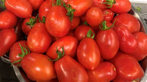 Best Time To Plant Tomatoes In Pacific Northwest Growing Tips