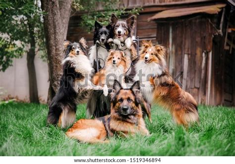 Group Dogs Together Six Dogs Sitting Stock Photo Edit Now 1519346894