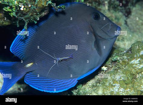 Blue Tang Acanthurus Coeruleus With Cleaner Shrimps At Mixing Bowl
