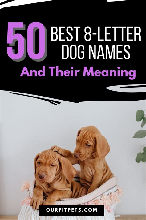 50 Best 8 Letter Dog Names And Their Meaning Our Fit Pets Dog Names