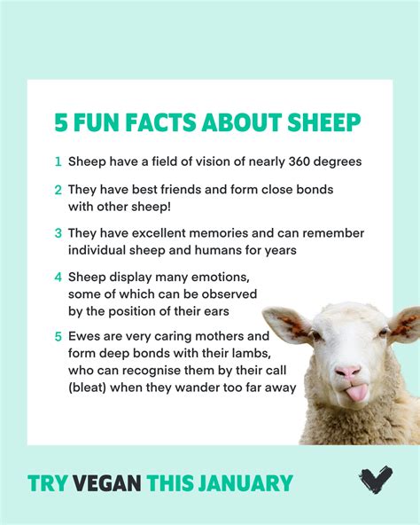 Fun Facts About Sheep 10 Fun Facts About Sheep Spca Vertaistaiteilijat Fi
