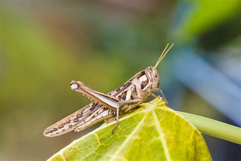 Brown Grasshopper In Nature Migratory Bird Locust Or Brown Spotted Green Pest Services