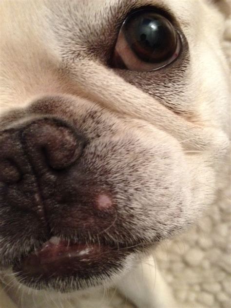 My French Bulldog Has Some Pimples Around His Face That Just Appeared