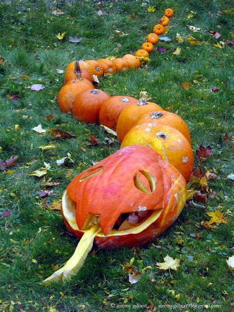 Snake Pumpkin Toronto Jeremy Gilbert Flickr