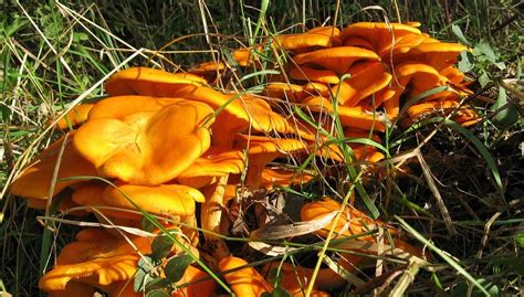 Pilzbestimmung ᐅ Welche Pilze essbar und gifitg sind | outdoorcamp