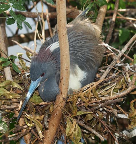 Florida Marshes Nesting Wetlands Graemes Photography Blog