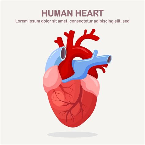 Premium Vector Human Heart Isolated On White Background