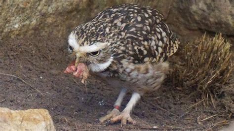 Burrowing Owl Eating Youtube