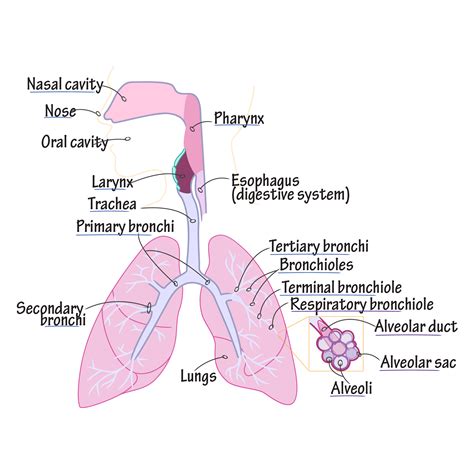 The main organs are the lungs, which work in concert with the cardiovascular system. Gross Anatomy Glossary: Respiratory System Anatomy ...