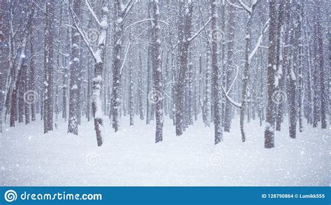 Beautiful Winter Forest With Trees Covered Snow Stock Photo Image Of