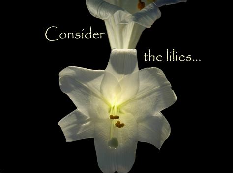 Consider the Lilies... | Lily, Art, Bird
