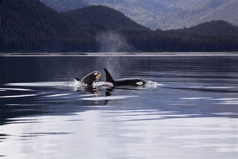 Two Killer Whales Luring On Lake · Free Stock Photo