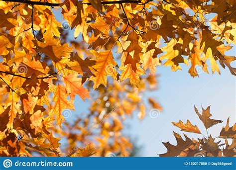 Autumn Colored Leaves Of Oak Yellow Orange Leaves Against The Blue