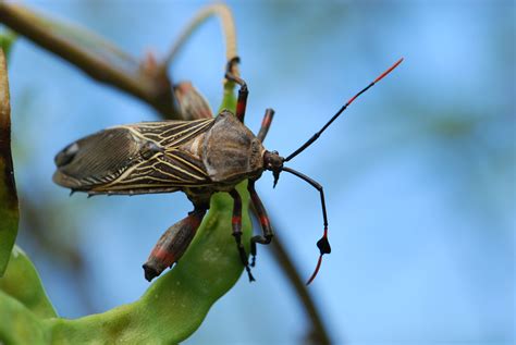 Bug of the Week: Favorite Insect Photos From 2011 - Growing With ...